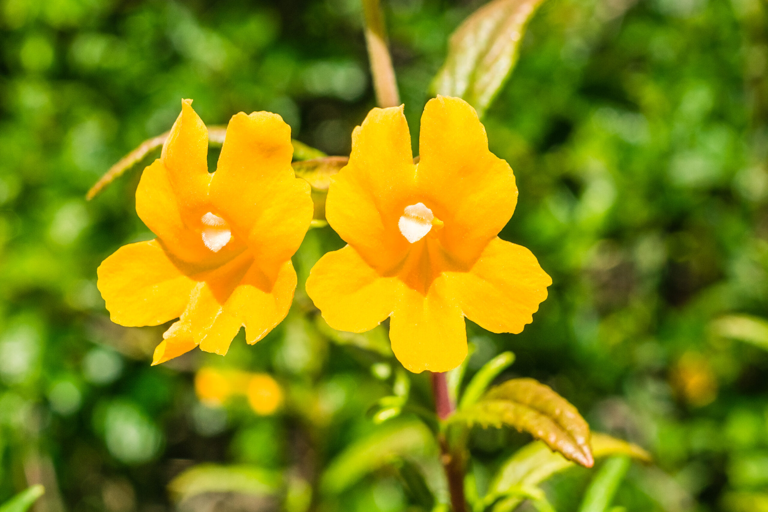 Close up of Sticky Monkey Flowers (Diplacus aurantiacus) wildflowers Sticky monkey flowers