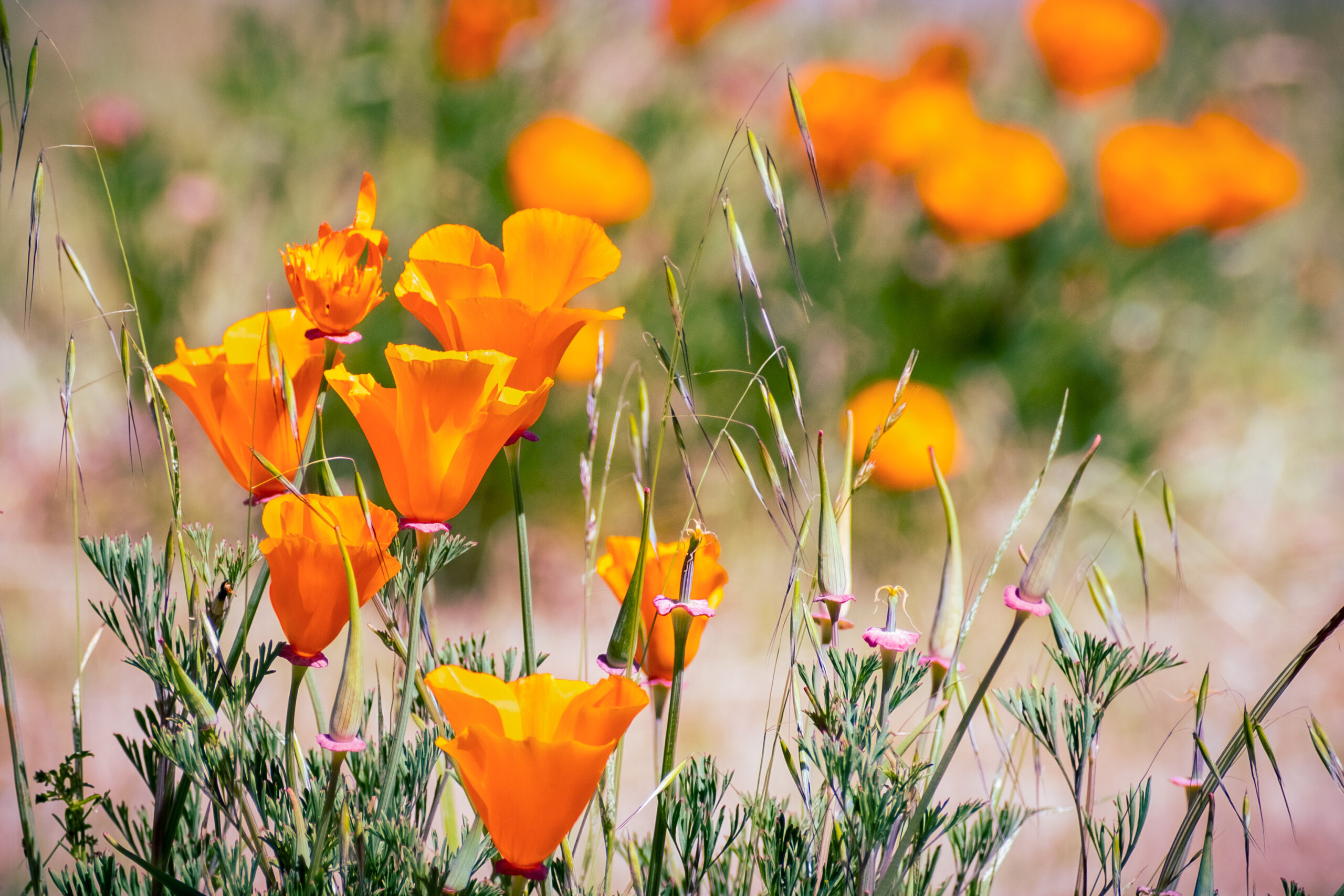 California Poppies (Eschscholzia californica) growing on a meadow California poppies