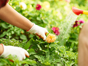 Conservación en jardines