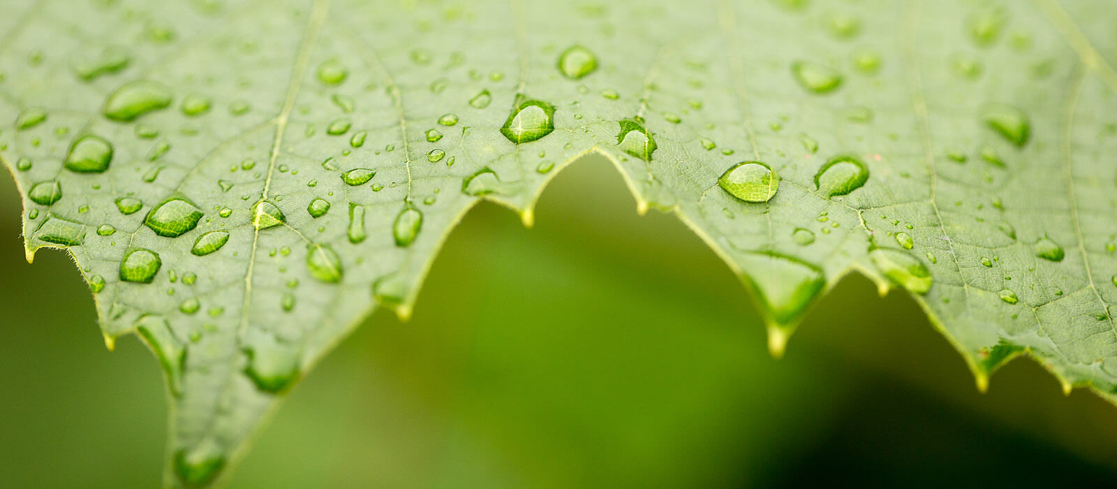 Conservation Resources