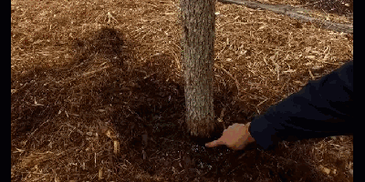 Fire Prevention: Brush Clearing