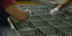 LaRosa Fruit Bars video