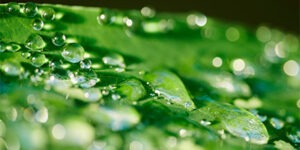 Hojas con gotas de agua en la superficie