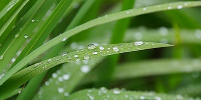 primer plano de gotas de agua sobre briznas de hierba verdes