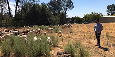 Goats grazing near Oroville tank