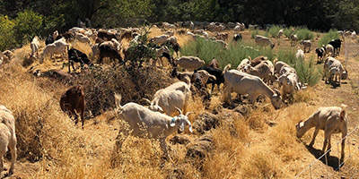 Goats grazing in Oroville