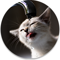 Cat drinking water