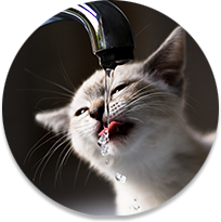 Gato bebiendo agua