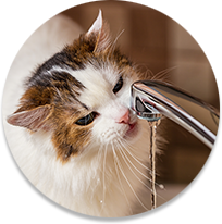 Un gato bebiendo agua de un grifo