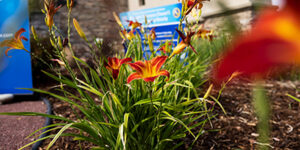 Flowers in a conservation garden