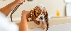 Puppy Bath