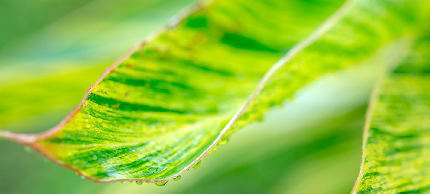 Water-Wise, a Sustainable Path: Prioritizing Conservation This Summer and Beyond
