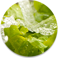 Enjuague de verduras con agua