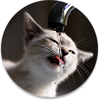Gato bebiendo de una fuente de agua