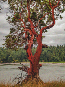 Closeup photo of Pacific Madrone plant