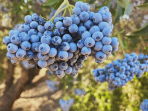 Closeup photo of Blue Elderberry plant