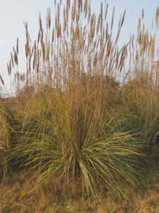 Closeup photo of Deergrass plant