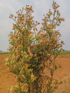 Closeup photo of Coyote Bush plant