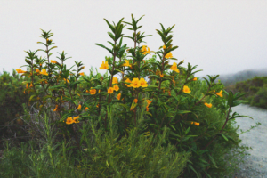 Closeup photo of Bush Monkey Flower plant