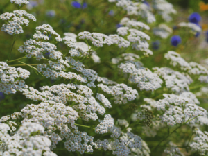 Closeup photo of Common Yarrow plant