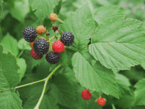 Closeup photo of California Blackberry plant