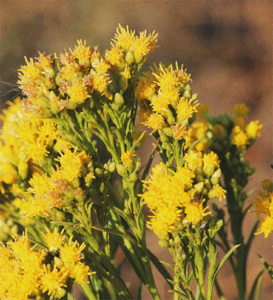 Closeup photo of Western Goldenrod plant